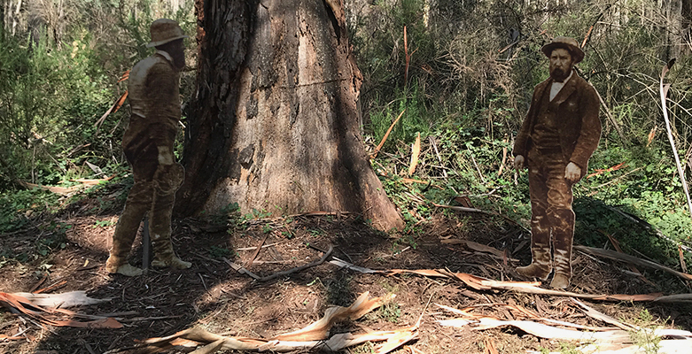 A KENNEDY TREE FARCE – Ned Kelly The True Story